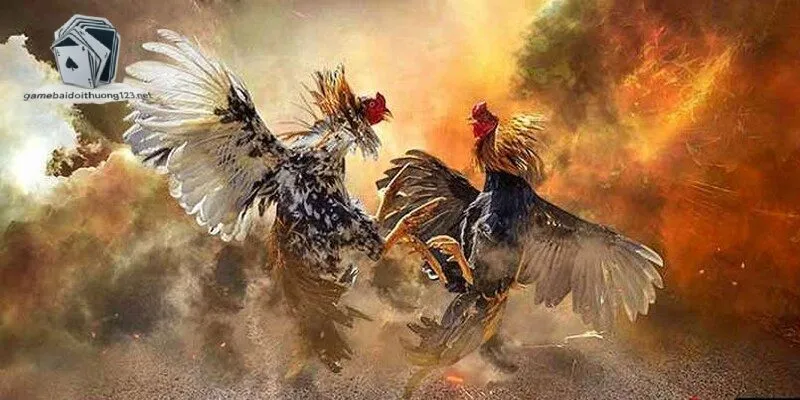 Đá gà Red88 là một trong những sảnh chơi kinh điển